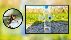 El método con botellas de plástico reclicadas para frenar a la avispa asiática sin poner en riesgo a las abejas autóctonas
