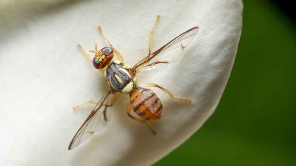 Mosca oriental de la fruta sobre una superficie clara tras detectarse por primera vez en España