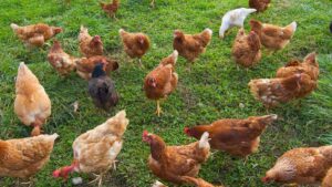 Preocupación por un nuevo brote vírico que obliga a sacrificar otras 20.000 gallinas en España