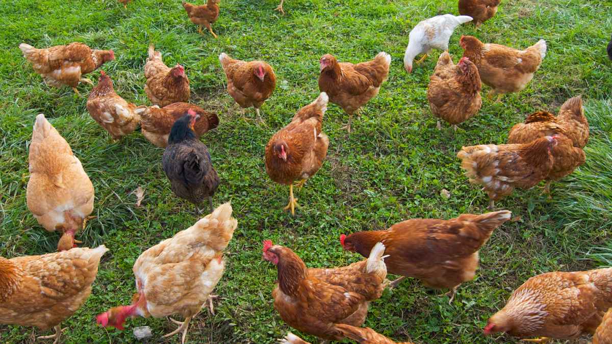 Gallinas en una granja avícola de Valencia afectada por un nuevo brote de enfermedad de Newcastle