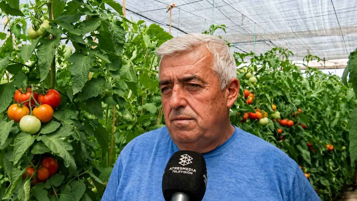 Agricultor de tomate durante una entrevista en un invernadero de España por la subida del precio del tomate y el aumento de costes