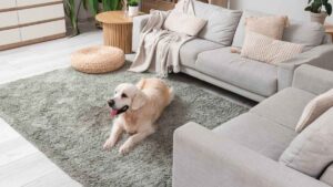 Tener perro o gato en casa podría depender de las normas internas de tu comunidad de vecinos