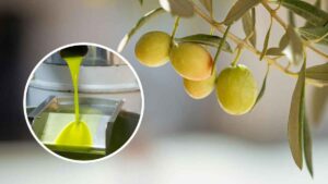 El aceite de oliva reclama su sitio en Australia ante un sistema nutricional que lo deja mal parado