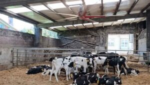 Las altas temperaturas provocan menos leche, abortos y cojeras en el ganado y las granjas instalan estas soluciones urgentes