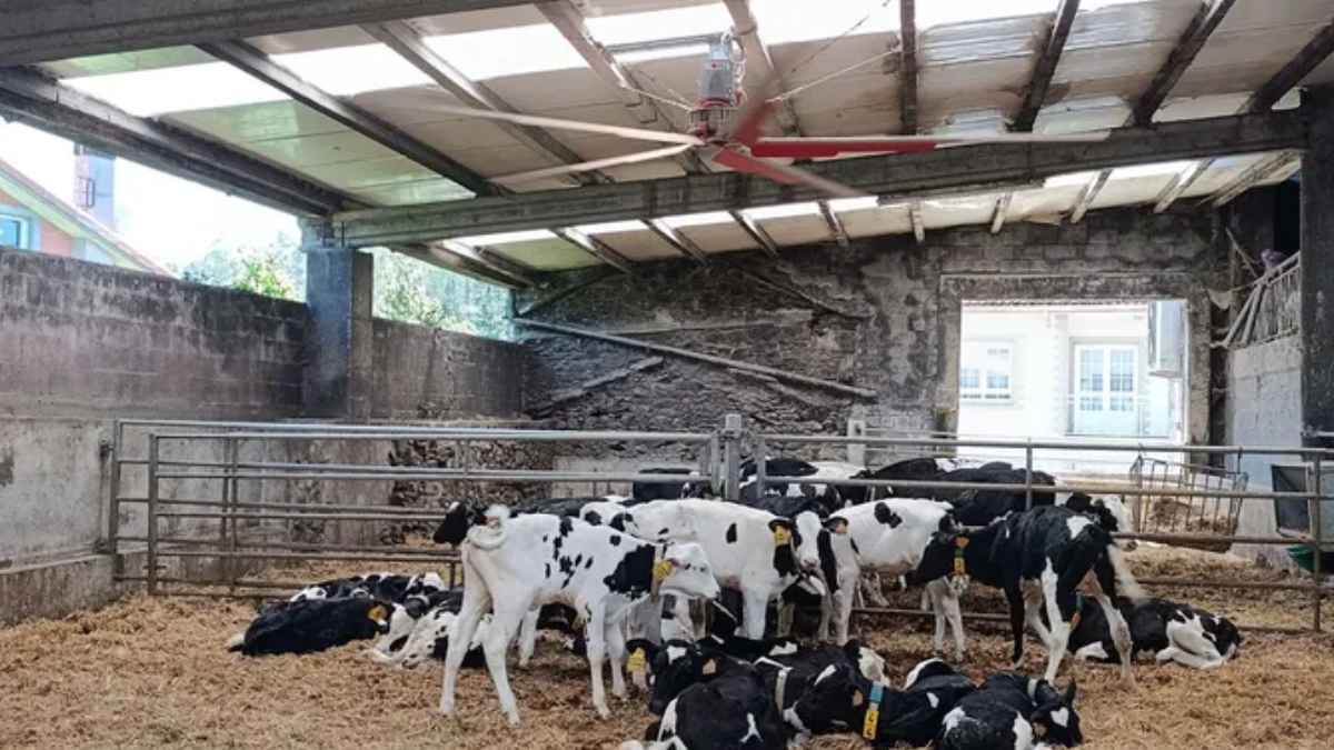 Vacas en una granja gallega con un ventilador de techo para reducir el estrés térmico causado por las altas temperaturas.