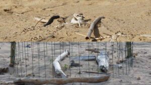 El aviso de varios vecinos permite proteger un nido de chorlitejo patinegro, una de las aves más amenazadas del litoral mediterráneo