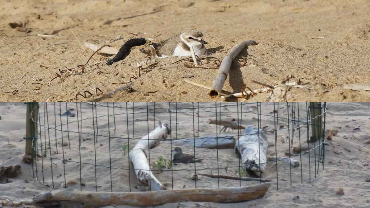 Nido de chorlitejo patinegro protegido en la playa de Les Ortigues de Guardamar del Segura