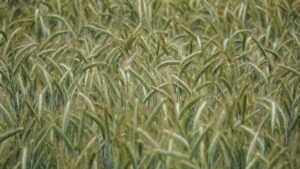 El cereal nacido del trigo y el centeno que ayuda a los agricultores frente a la plaga de conejos