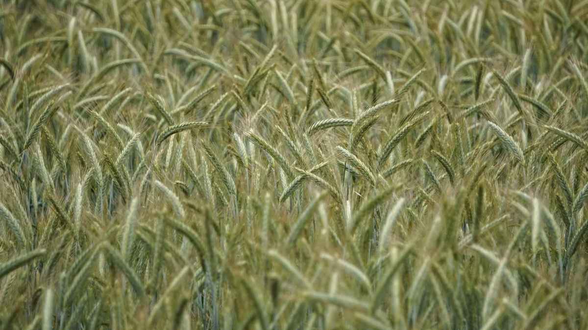 Campo de triticale, cereal nacido del trigo y el centeno, usado frente a la plaga de conejos