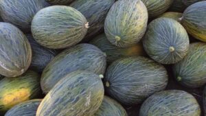 El gerente del Museo del Melonero explica cómo distinguir la historia real del piel de sapo original