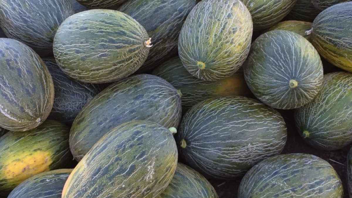 Melones piel de sapo apilados, variedad vinculada a la historia melonera de Villaconejos