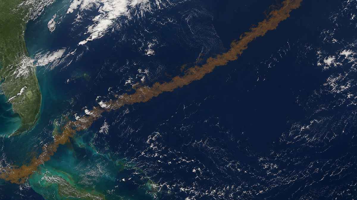 Gran cinturón de sargazo en el océano Atlántico captado por satélite como una extensa franja marrón flotando sobre el mar.