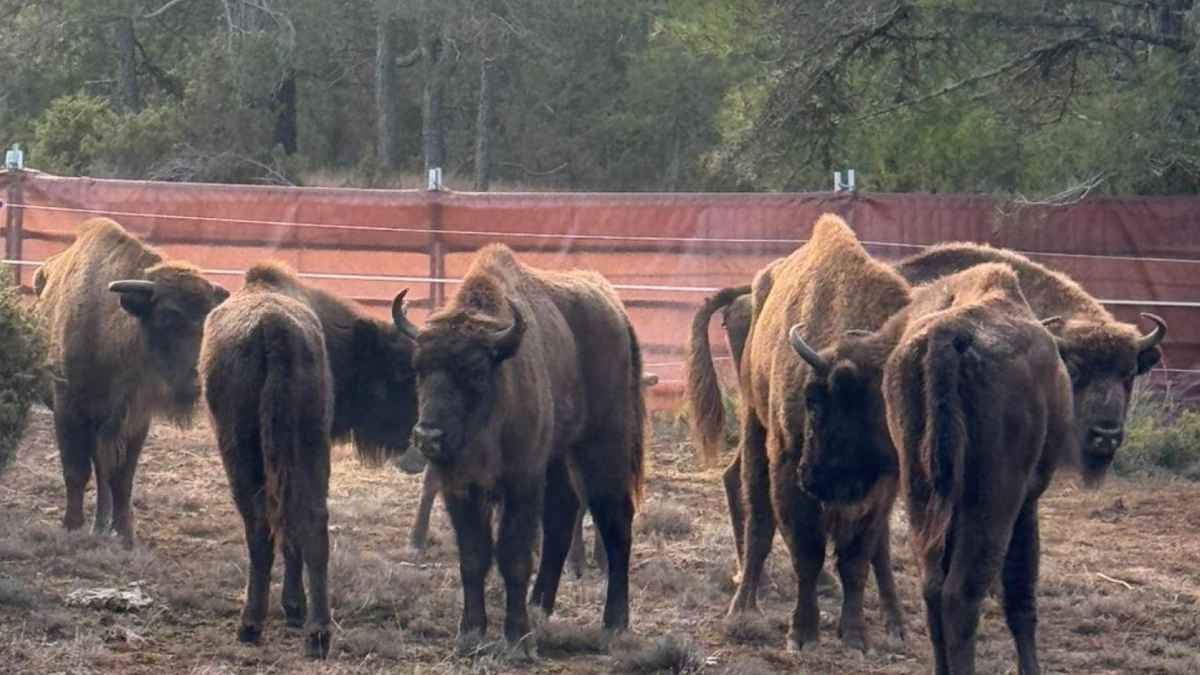 Bisontes europeos en una parcela forestal de El Recuenco durante la prueba de pastoreo para el mantenimiento del monte en Guadalajara