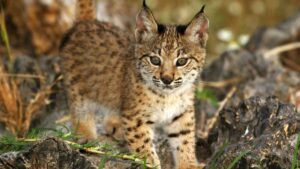 El lince ibérico encuentra de nuevo hogar gracias a una reintroducción en los montes que sigue creciendo