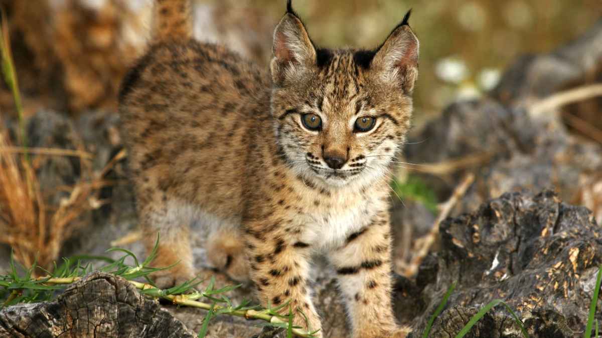 Cría de lince ibérico entre troncos y vegetación en un entorno natural de Aragón