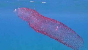 Una misteriosa masa gelatinosa aparece frente a una playa de España y su contenido deja sorprendidos a los investigadores