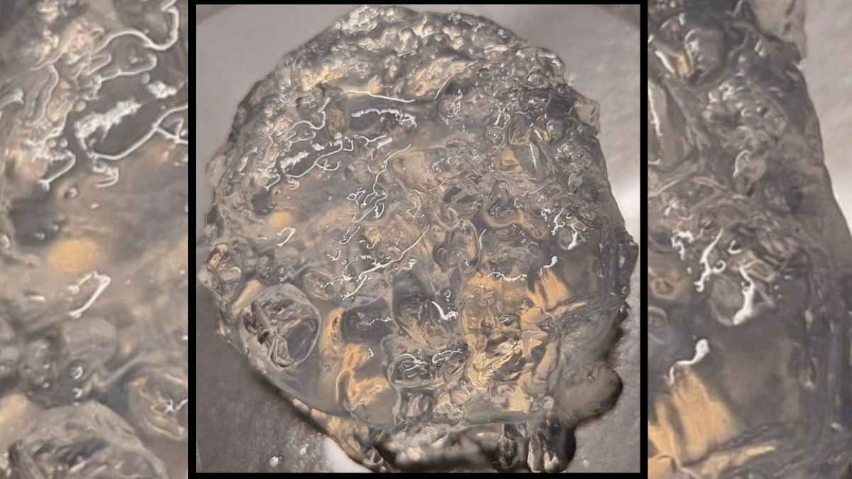 Material natural elaborado con algas y cáscaras de gamba capaz de conservar la humedad del suelo en los cultivos