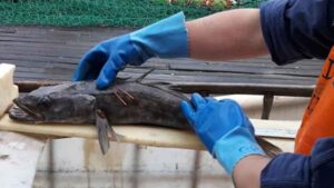 Una merluza negra marcada en 2013 reaparece en Argentina y bate un récord científico