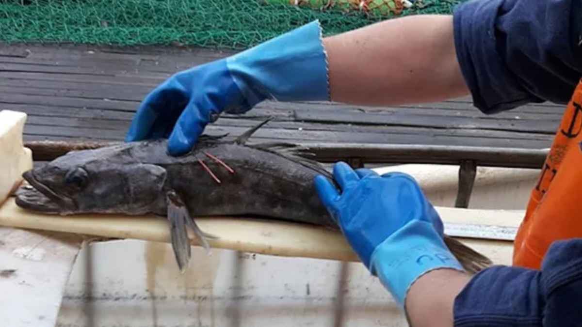 Merluza negra marcada por investigadores en Argentina durante un programa científico de seguimiento pesquero