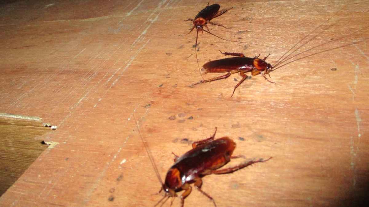 Cucarachas caminando sobre el suelo de una vivienda, una de las causas más comunes de plagas de insectos en casa