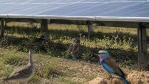 El giro que nadie esperaba en los parques solares donde ahora se cuentan más aves que fuera