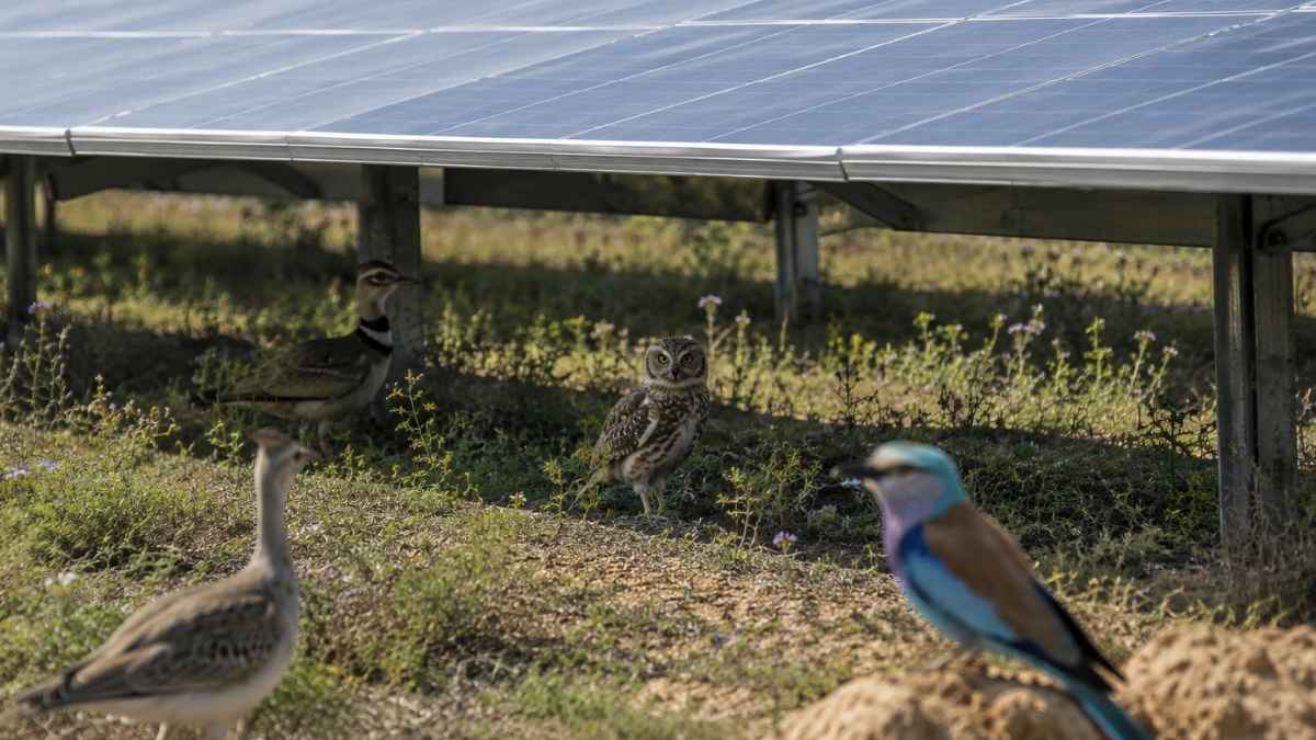 Aves bajo paneles solares en un parque fotovoltaico con vegetación natural