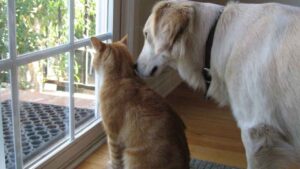 Tener perros o gatos permanentemente en la terraza puede costar hasta 50.000 euros
