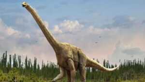 Descubrieron este fósil hace 40 años pero nadie imaginó que pertenecía a uno de los dinosaurios más grandes de la Tierra