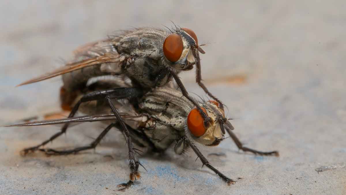 Moscas sobre una superficie durante los días de calor, una molestia habitual en casa que puede reducirse con trucos caseros