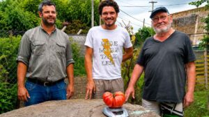 Unas semillas olvidadas durante más de 100 años permiten recuperar una antigua variedad de tomate de Soria