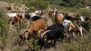 El municipio que ha confiado en 300 cabras para prevenir incendios forestales en zonas cercanas a las viviendas
