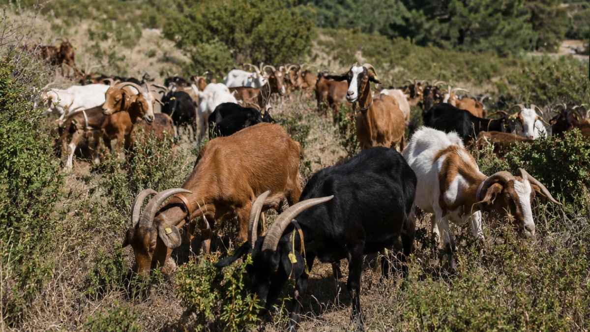 Rebaño de más de 300 cabras realizando pastoreo controlado para prevenir incendios forestales en Soto del Real, Madrid.