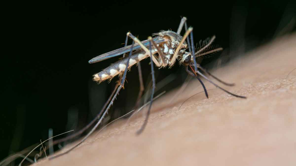 Mosquito posado sobre la piel antes de picar durante el verano
