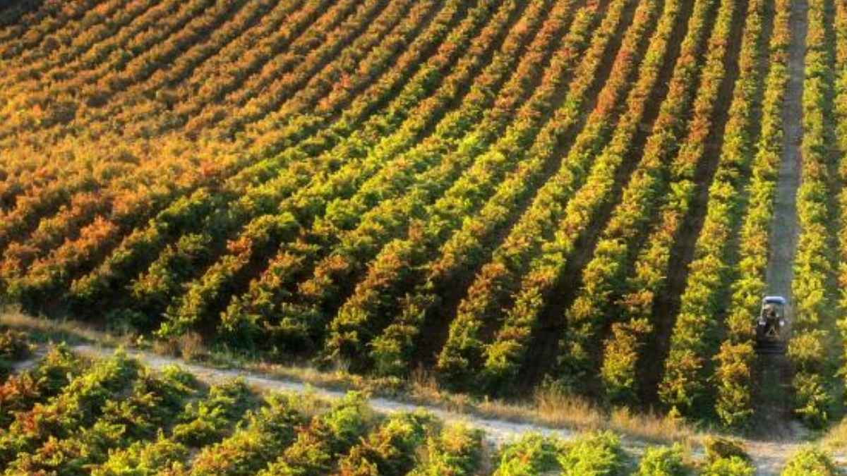 Tractor trabajando en una explotación agrícola relacionada con un caso de incompatibilidad entre jubilación y pensión de la Seguridad Social