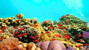 Lo que parecía basura marina (500.000 toneladas) terminó creando un hábitat próspero para miles de especies en los arrecifes de las costas