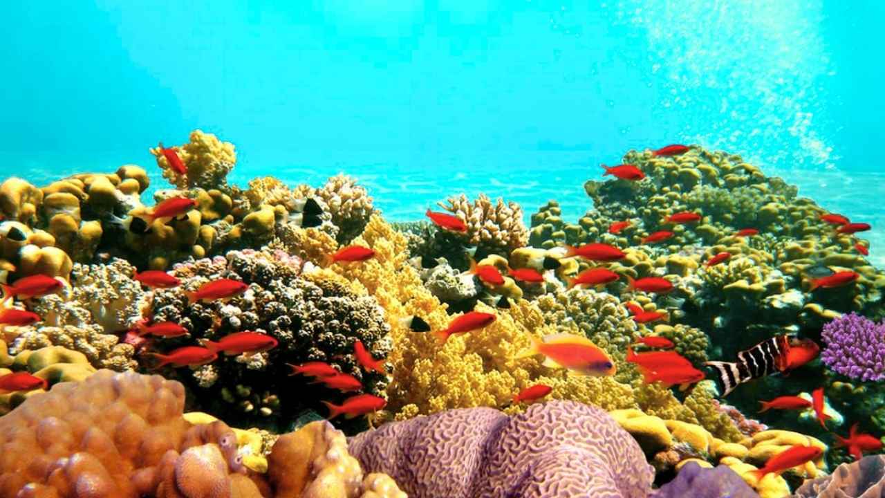 Arrecife marino con corales y peces de colores en aguas cristalinas