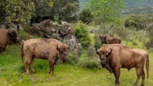 Los bisontes de Robledo de Chavela crearon un cortafuegos natural en una finca donde ardieron 160 hectáreas