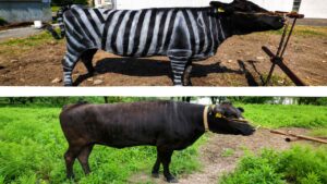 Científicos pintan seis vacas como cebras y obtienen un efecto extraordinario para proteger al ganado de los insectos