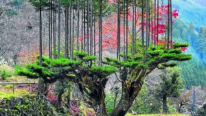 El secreto forestal de Japón para recolectar madera durante siglos manteniendo vivo el árbol