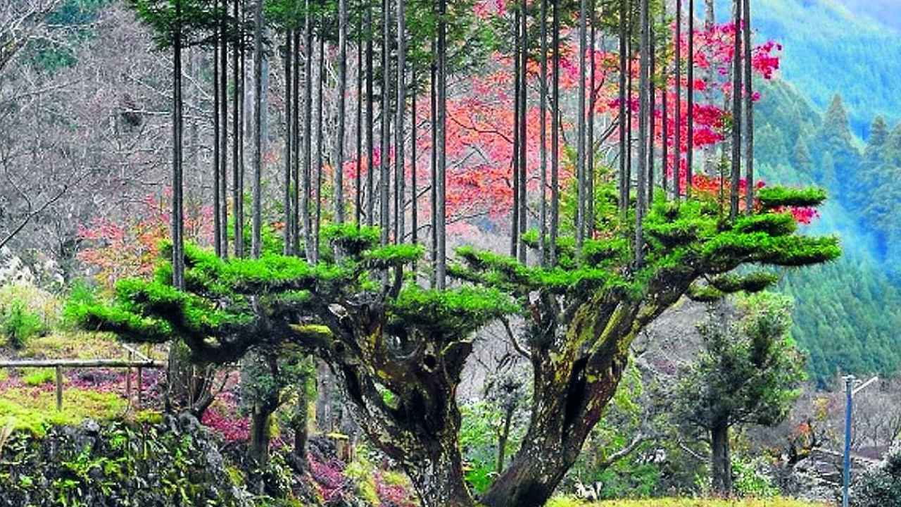 Cedro cultivado con la técnica Daisugi y varios troncos rectos creciendo verticalmente desde su base en Japón.