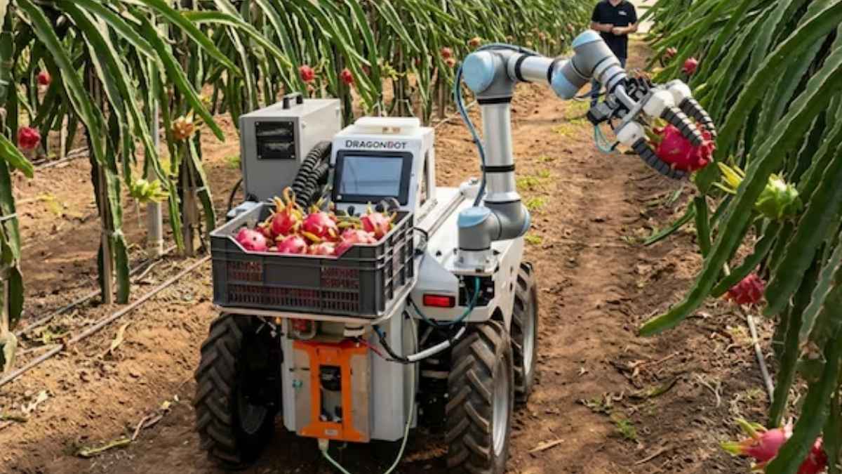 Dragonbot, el robot agrícola español, recolectando pitayas maduras en una plantación