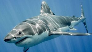 El gran tiburón blanco de cuatro metros y 770 kilos reaparece en el Atlántico y su trayectoria confirma dirección hacia aguas turísticas