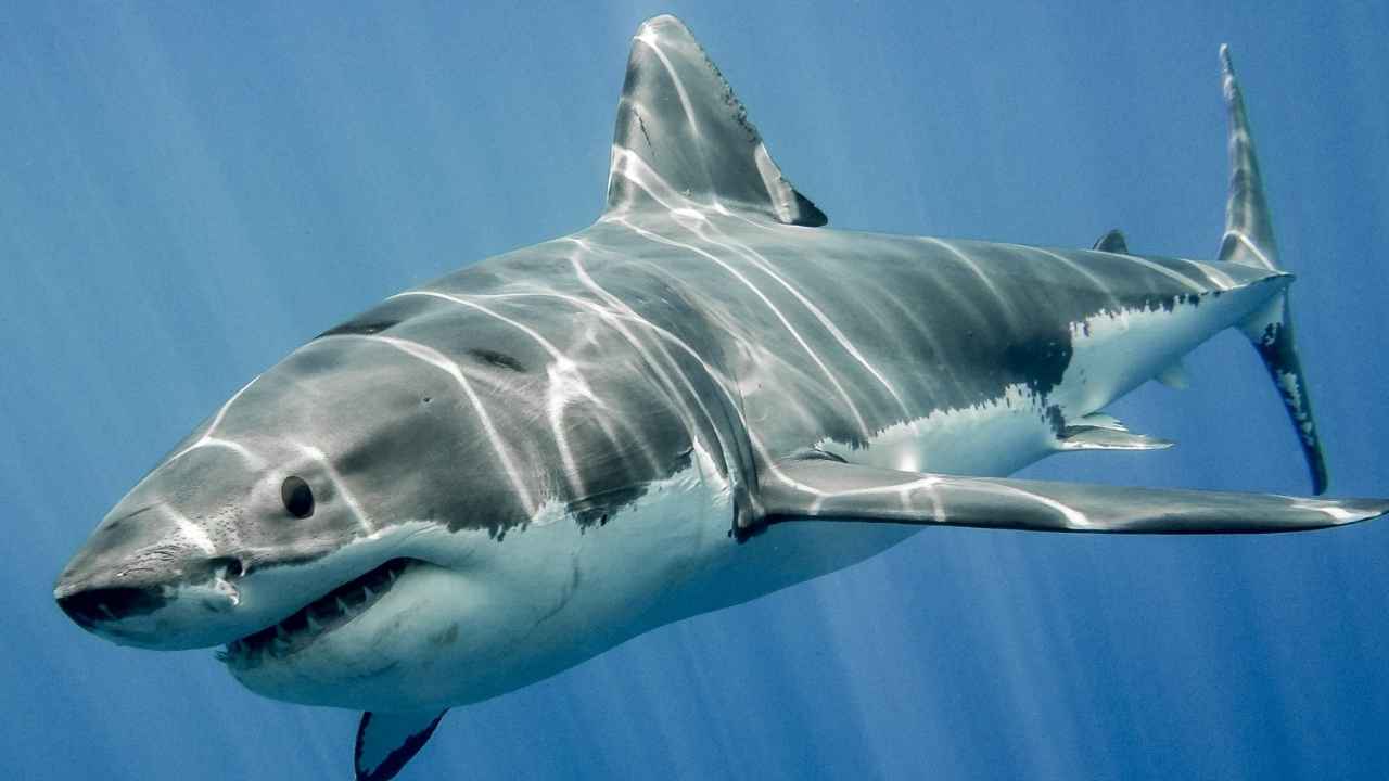 Tiburón blanco nadando en aguas profundas del océano Atlántico