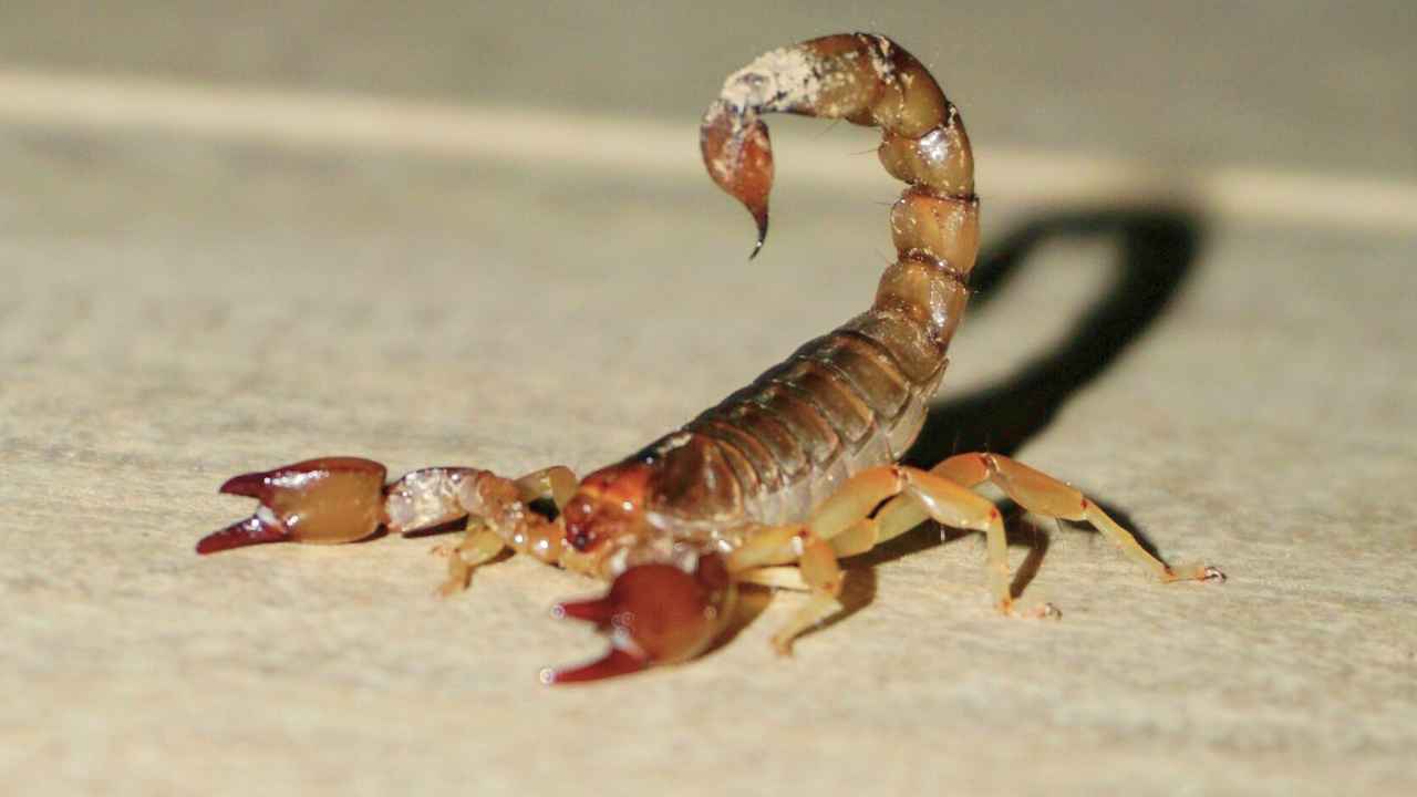 Escorpión oculto entre las hojas de una planta en un jardín