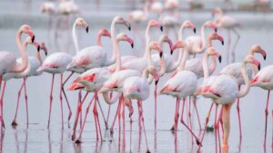 Este es uno de los mejores lugares de Europa para observar flamencos rosas y no es ni Doñana ni el Delta del Ebro