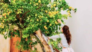 La fruta del jardín de una vivienda alquilada no siempre pertenece al propietario y la ley explica el motivo