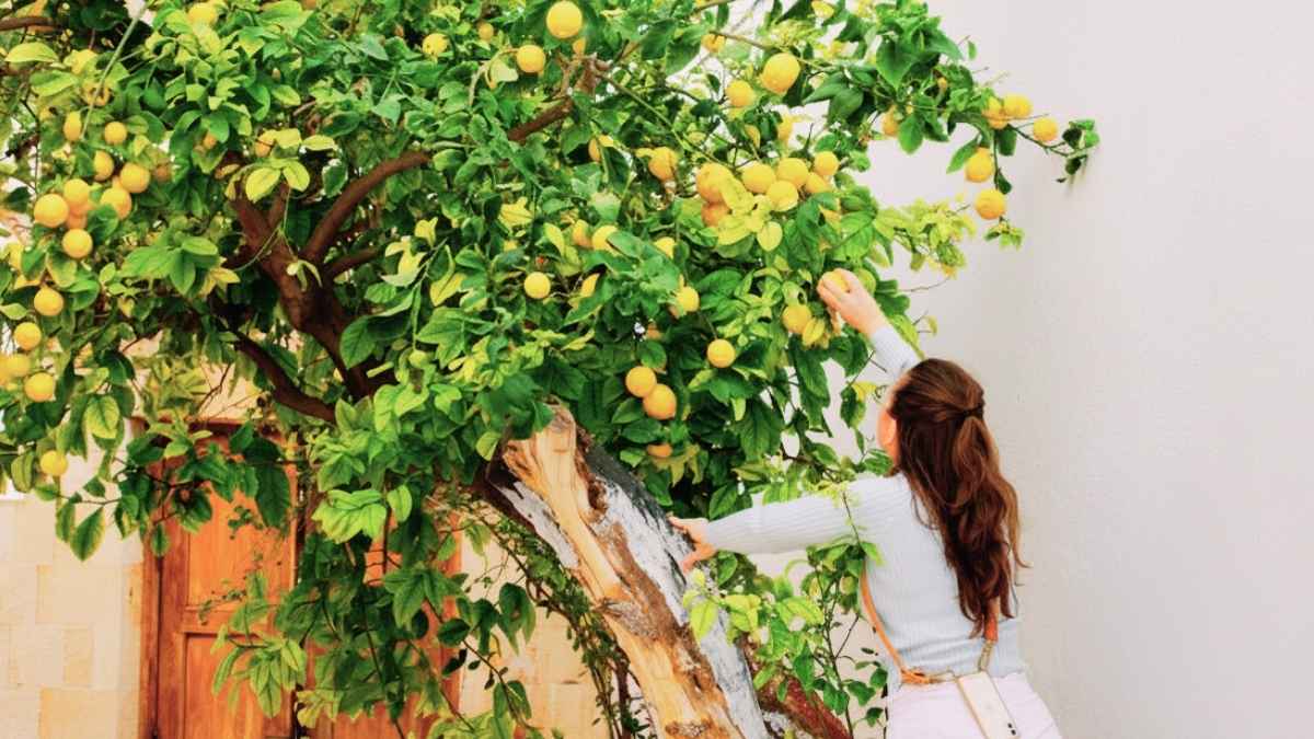 Propietario en el jardín de una vivienda alquilada junto a un árbol frutal mientras la ley regula quién puede recoger la fruta