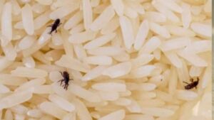 Seguro que has visto alguna vez este pequeño insecto por casa en verano: puede esconderse durante meses dentro del arroz