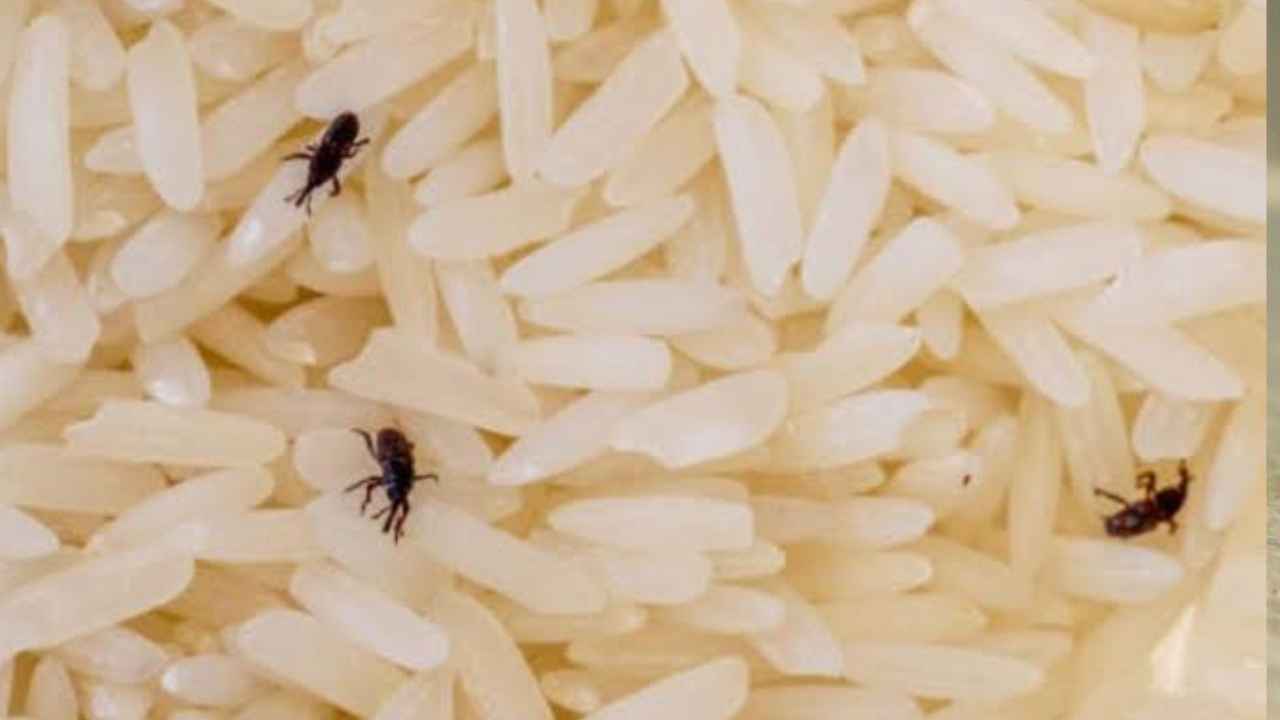 Gorgojos adultos entre granos de arroz almacenados en una despensa.
