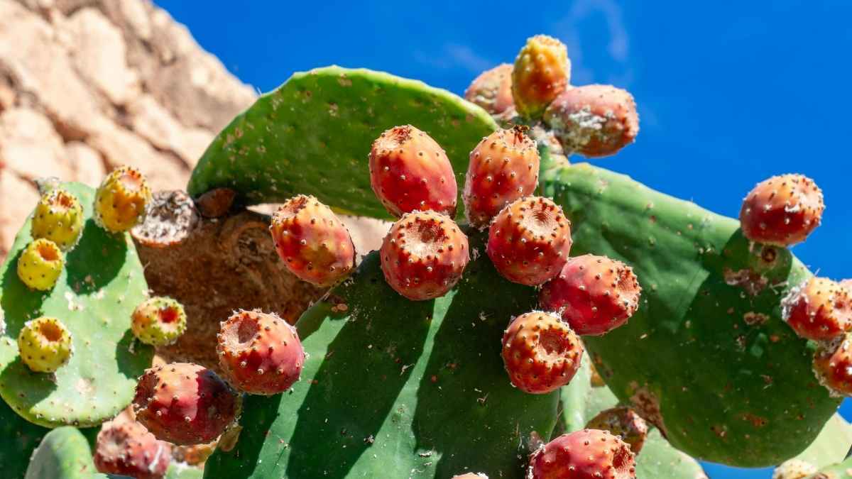 Higos chumbos maduros en una chumbera cultivada en Chiclana para recuperar esta fruta tradicional del paisaje andaluz